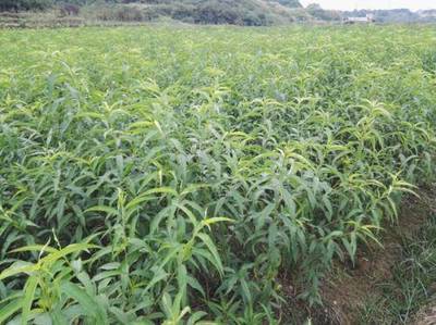 重慶黃桃苗貨源價(jià)格解析及陜西種苗市場(chǎng)對(duì)比