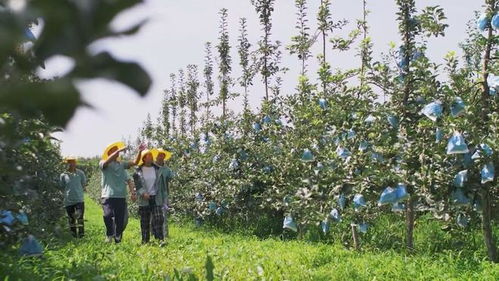 陜西照金咸恒農(nóng)業(yè)科技 讓青砧結(jié)出“中國(guó)果”，做強(qiáng)陜西種苗